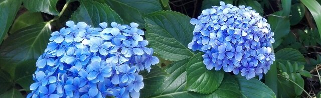 Blue Flowers Garden Pagoda Lodge