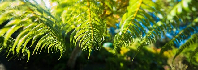 Ferns Sunlight Natural Beauty Pagoda Lodge