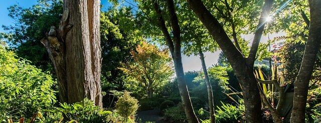 Trees Sunlight Pagoda Lodge Glamping