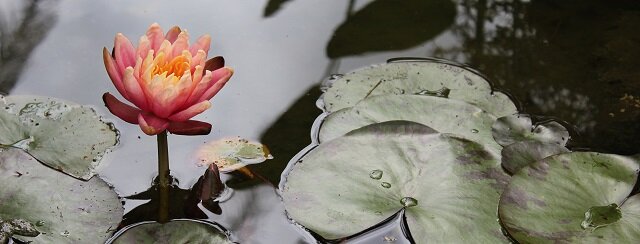 Pond Lily Pad